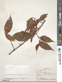 Acalypha diversifolia image