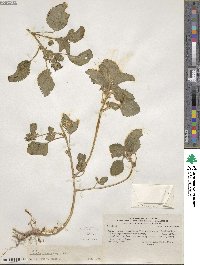 Acalypha infesta image