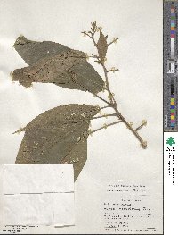 Acalypha macrostachya image