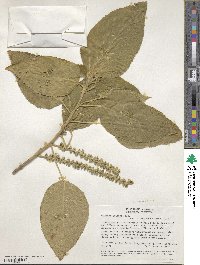 Acalypha macrostachya image