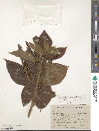 Acalypha macrostachya image