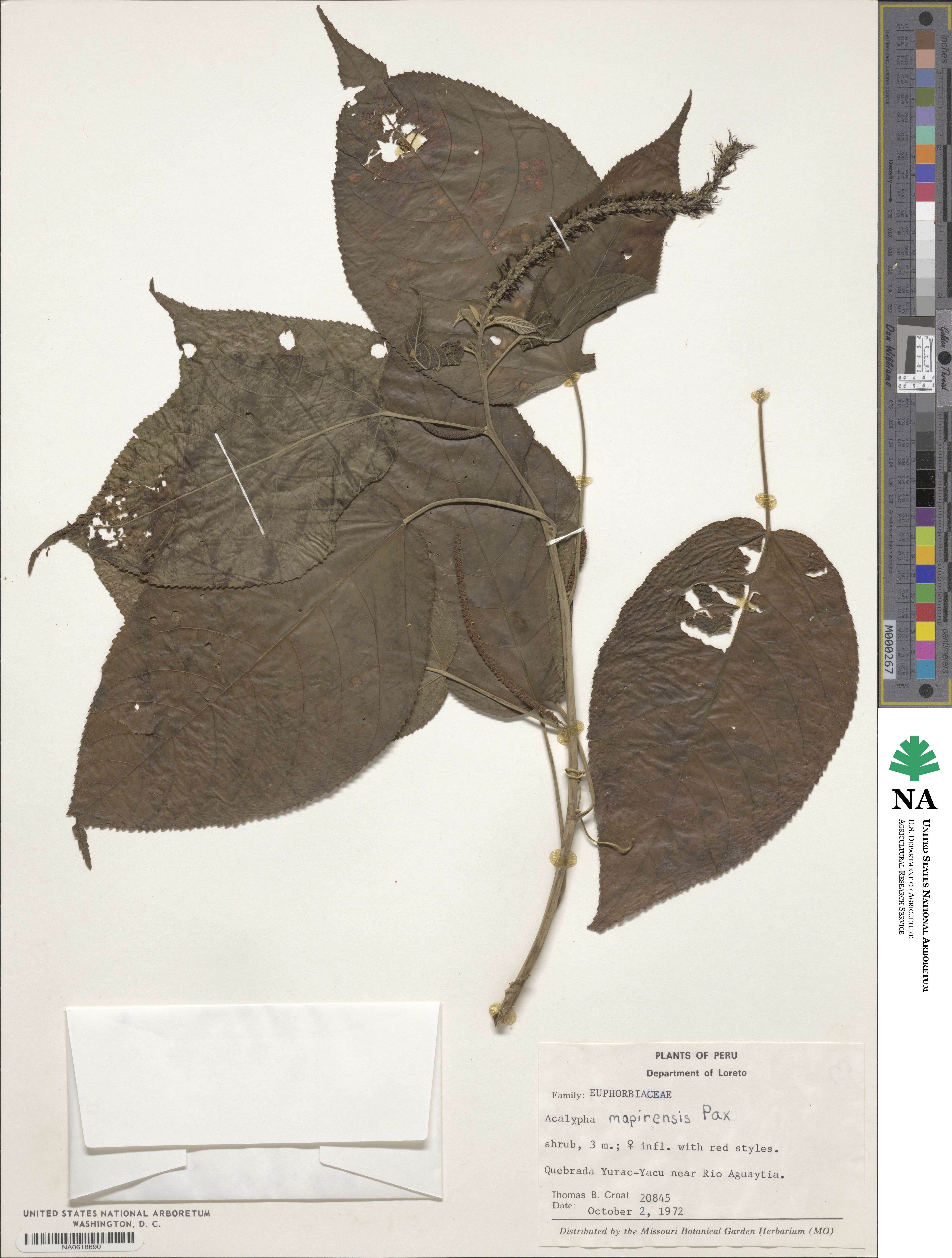 Acalypha stricta image