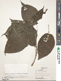 Acalypha stricta image