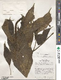 Acalypha stricta image