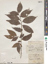 Acalypha diversifolia image