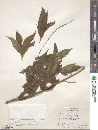 Acalypha scandens image