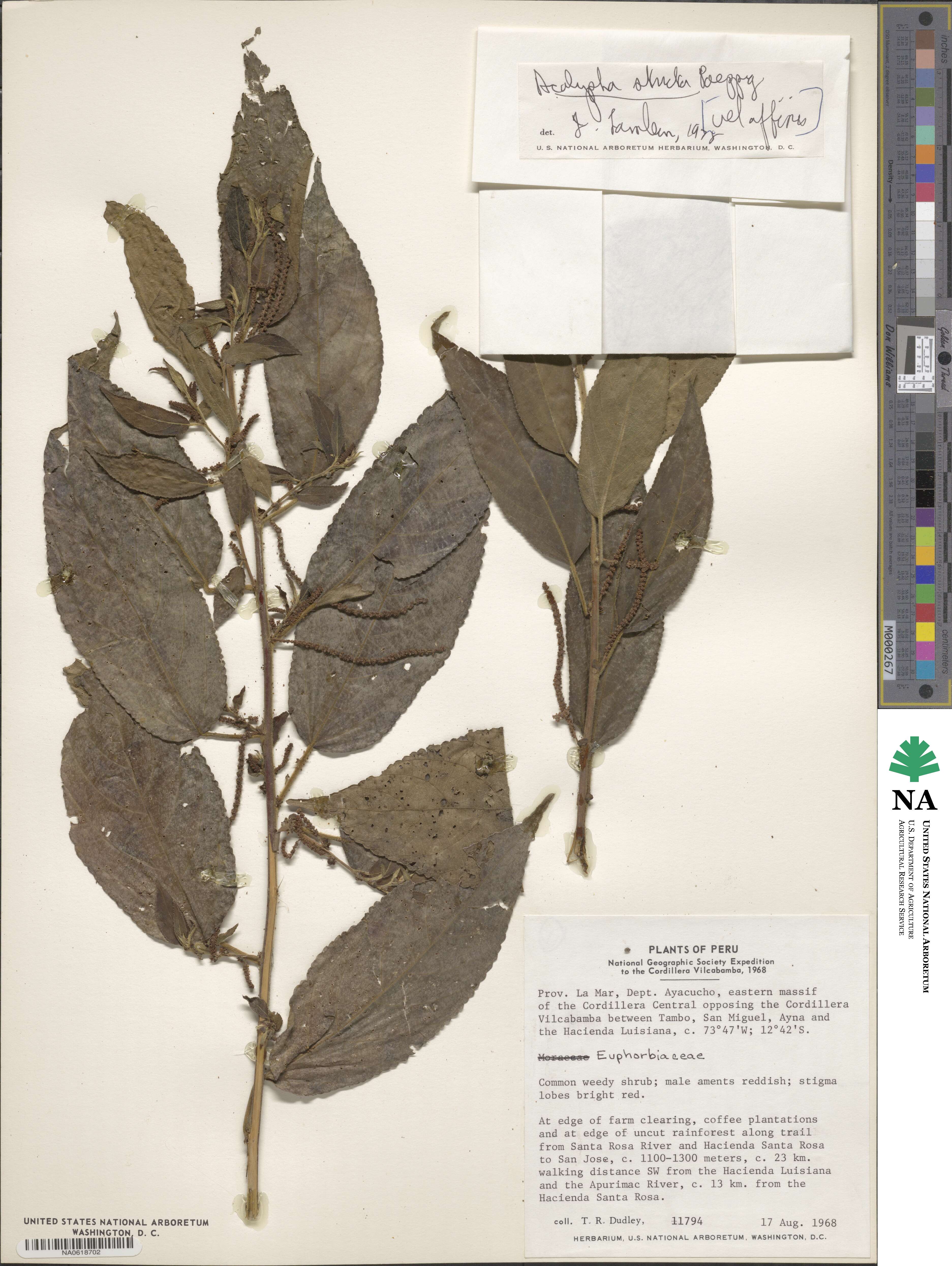 Acalypha stricta image