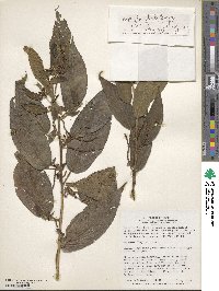 Acalypha stricta image