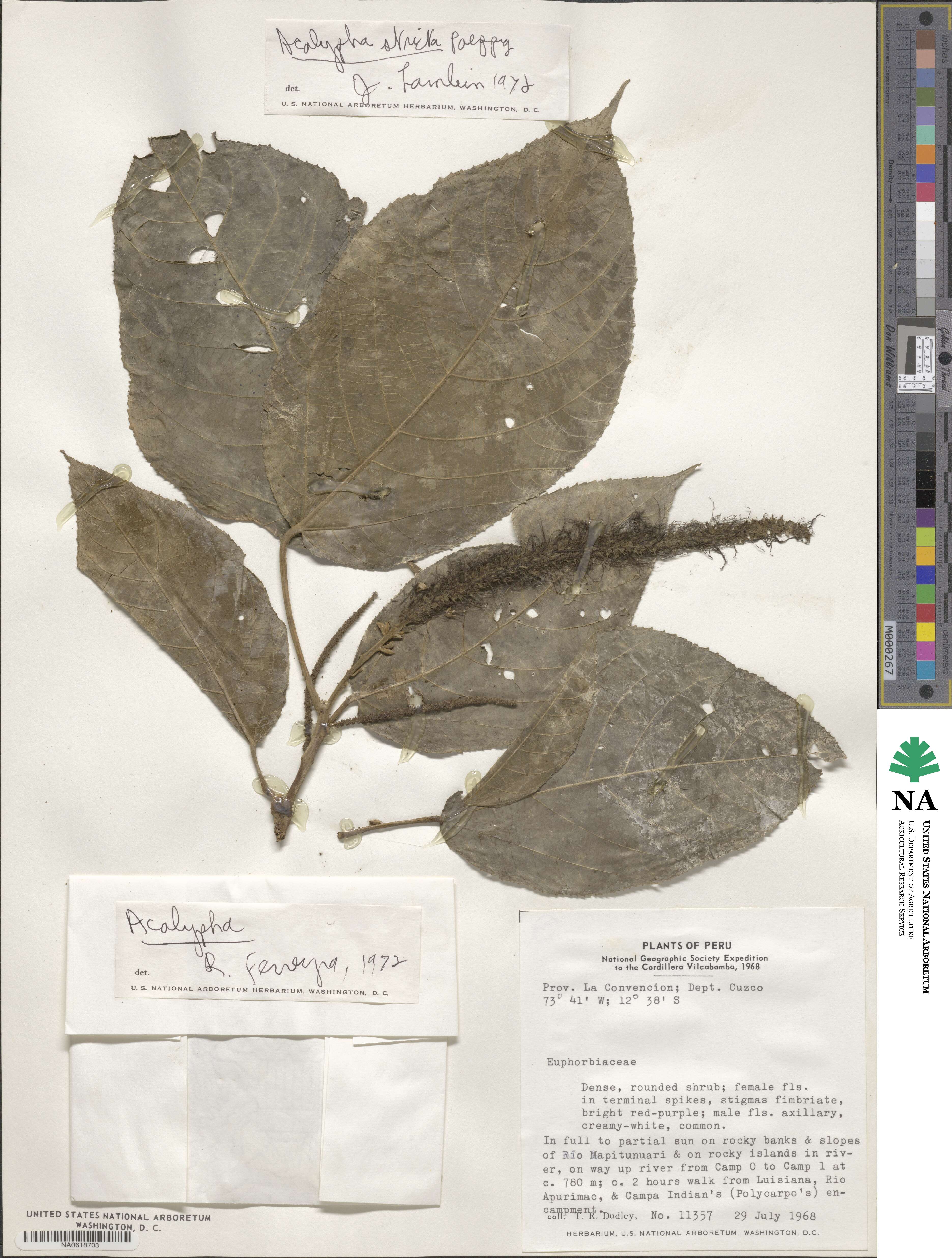 Acalypha stricta image