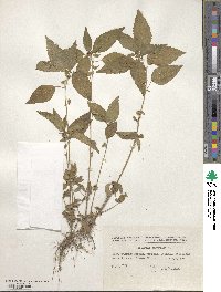 Acalypha australis image