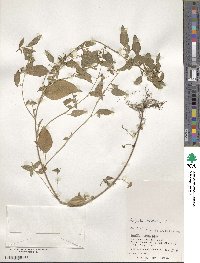 Acalypha australis image