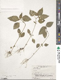 Acalypha australis image