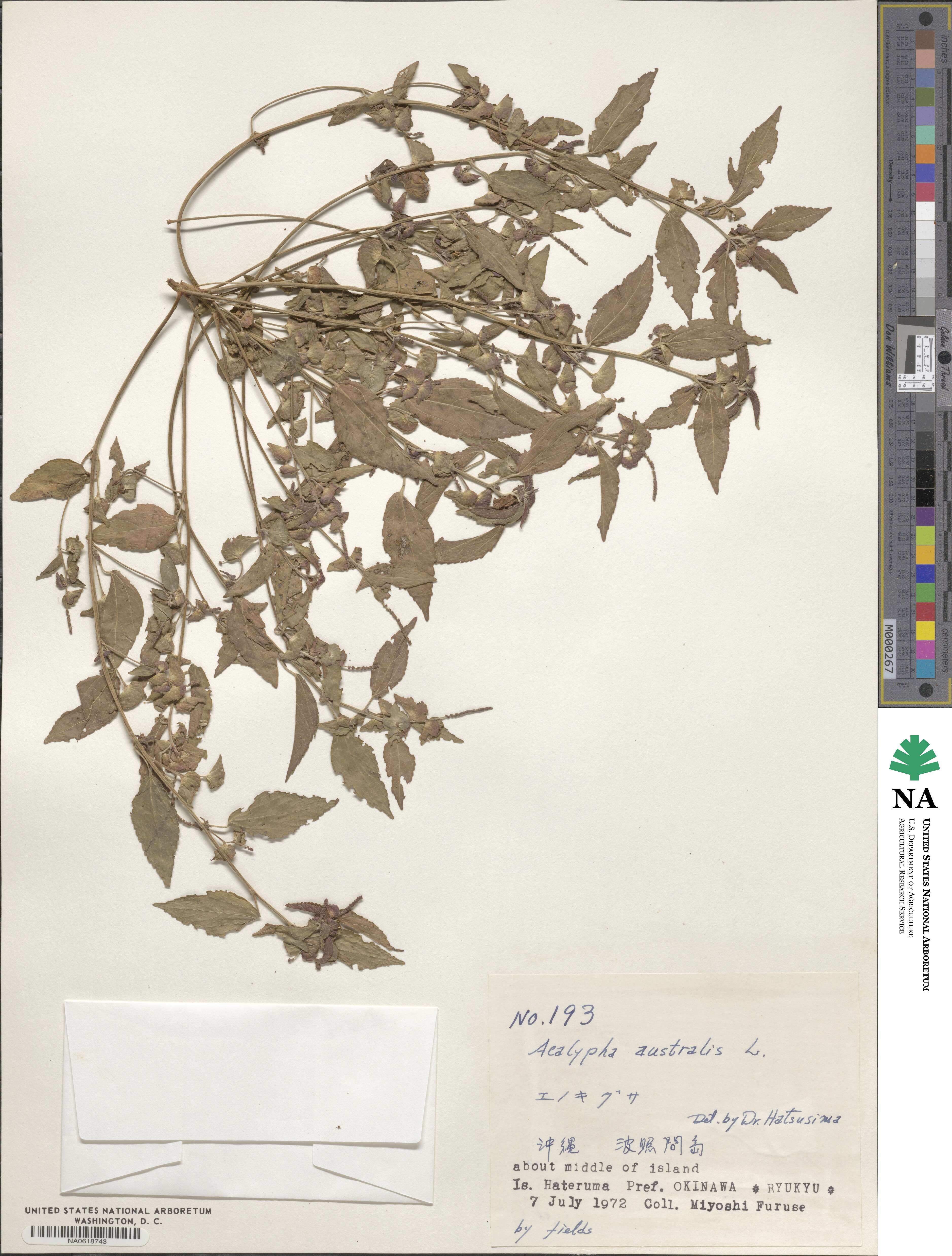 Acalypha australis image