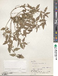 Acalypha australis image