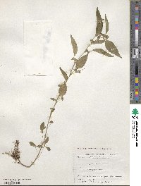 Acalypha australis image