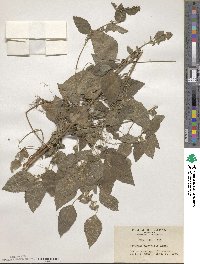 Acalypha australis image
