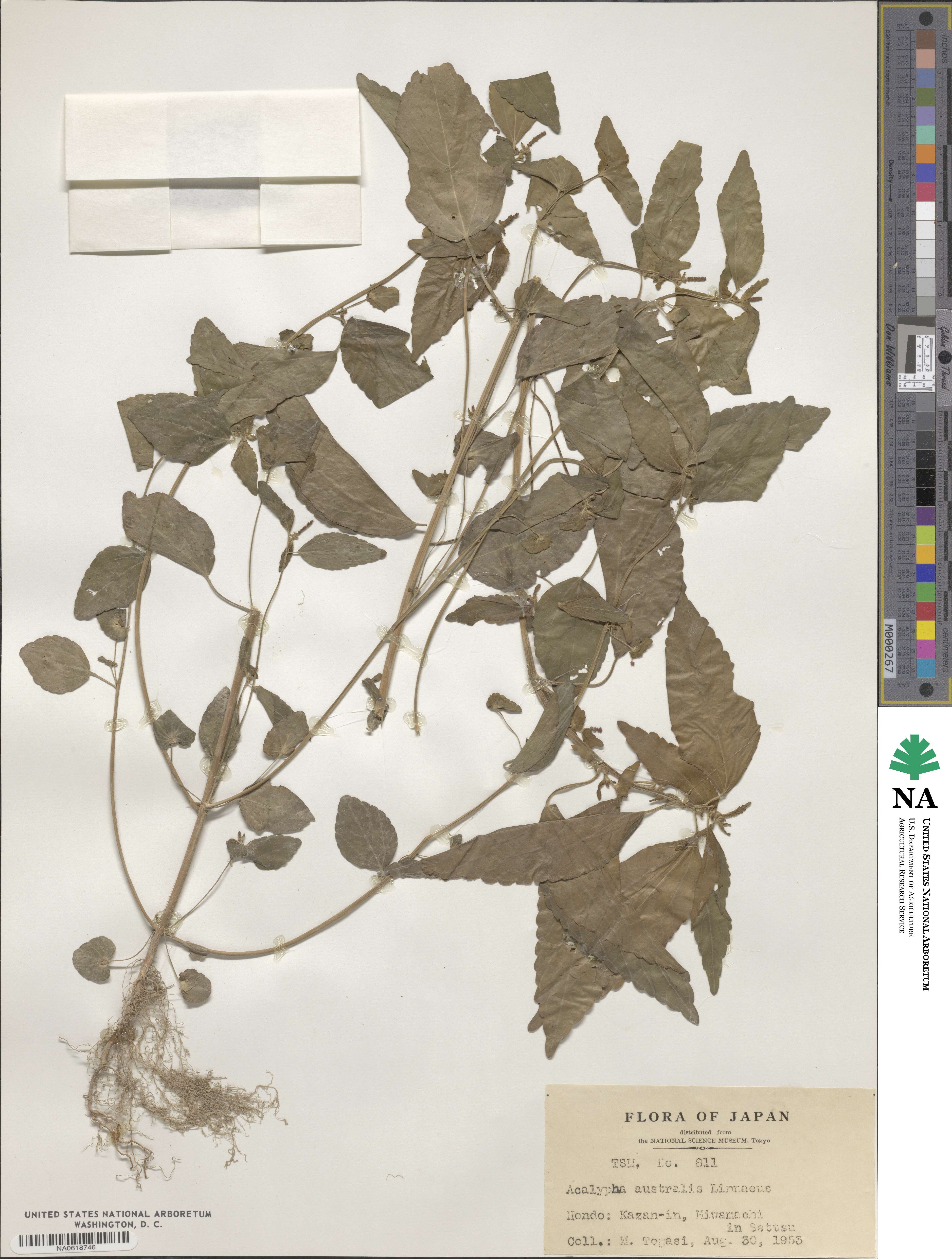 Acalypha australis image