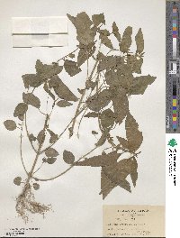 Acalypha australis image