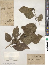 Acalypha wilkesiana image