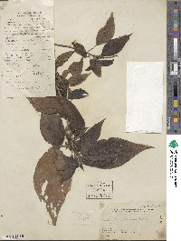 Acalypha wilkesiana image