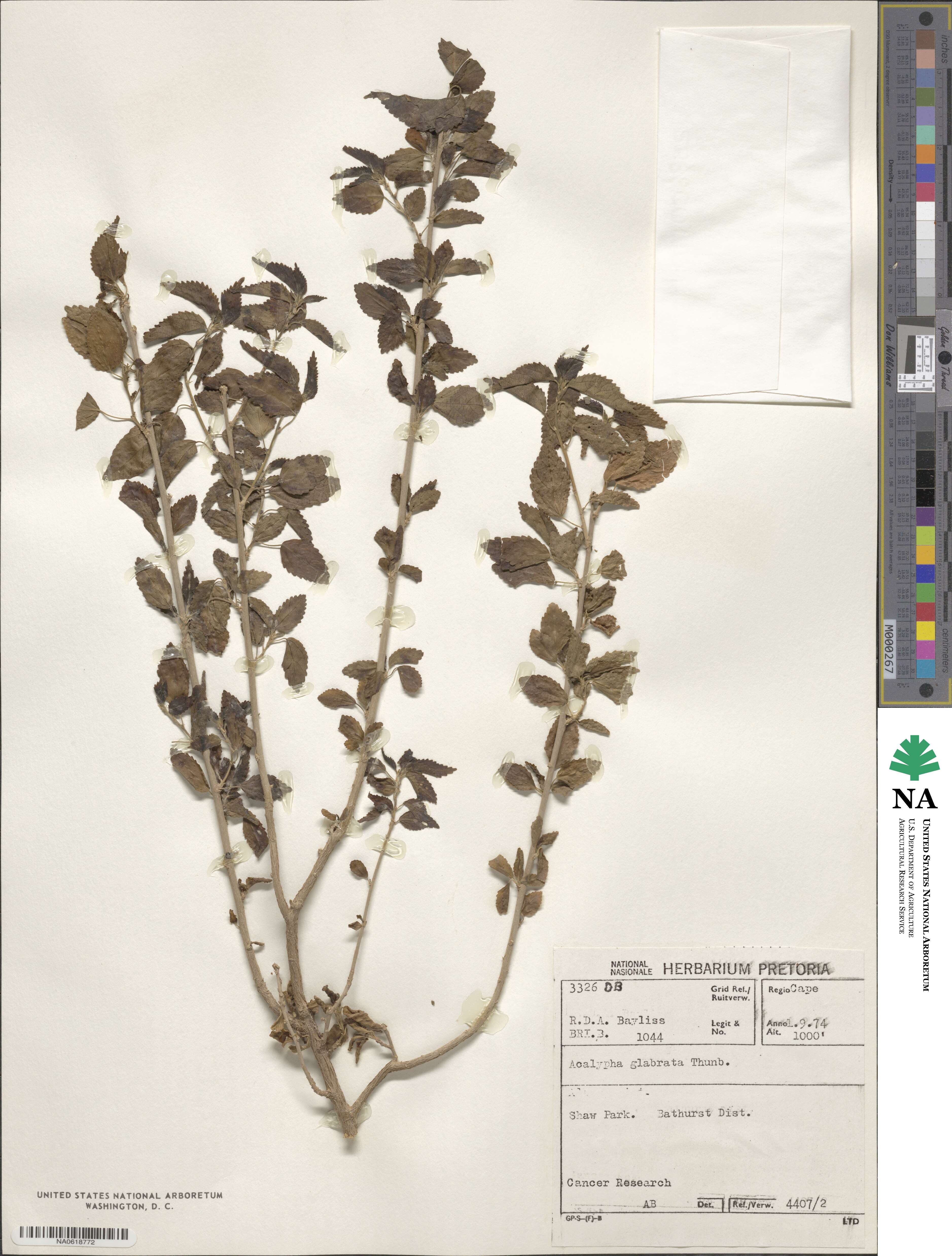 Acalypha glabrata image