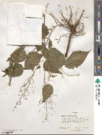 Acalypha paniculata image