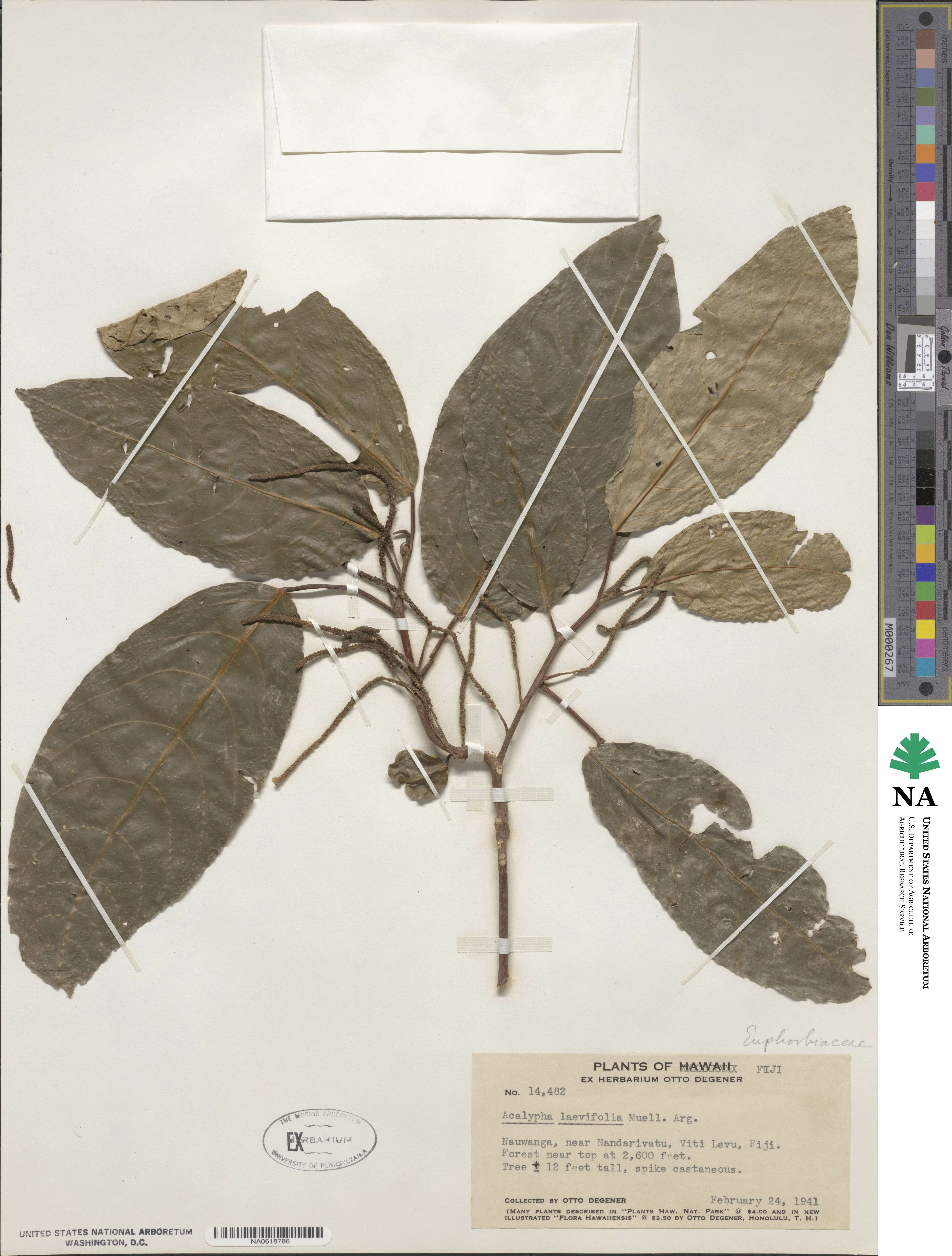 Acalypha repanda var. denudata image