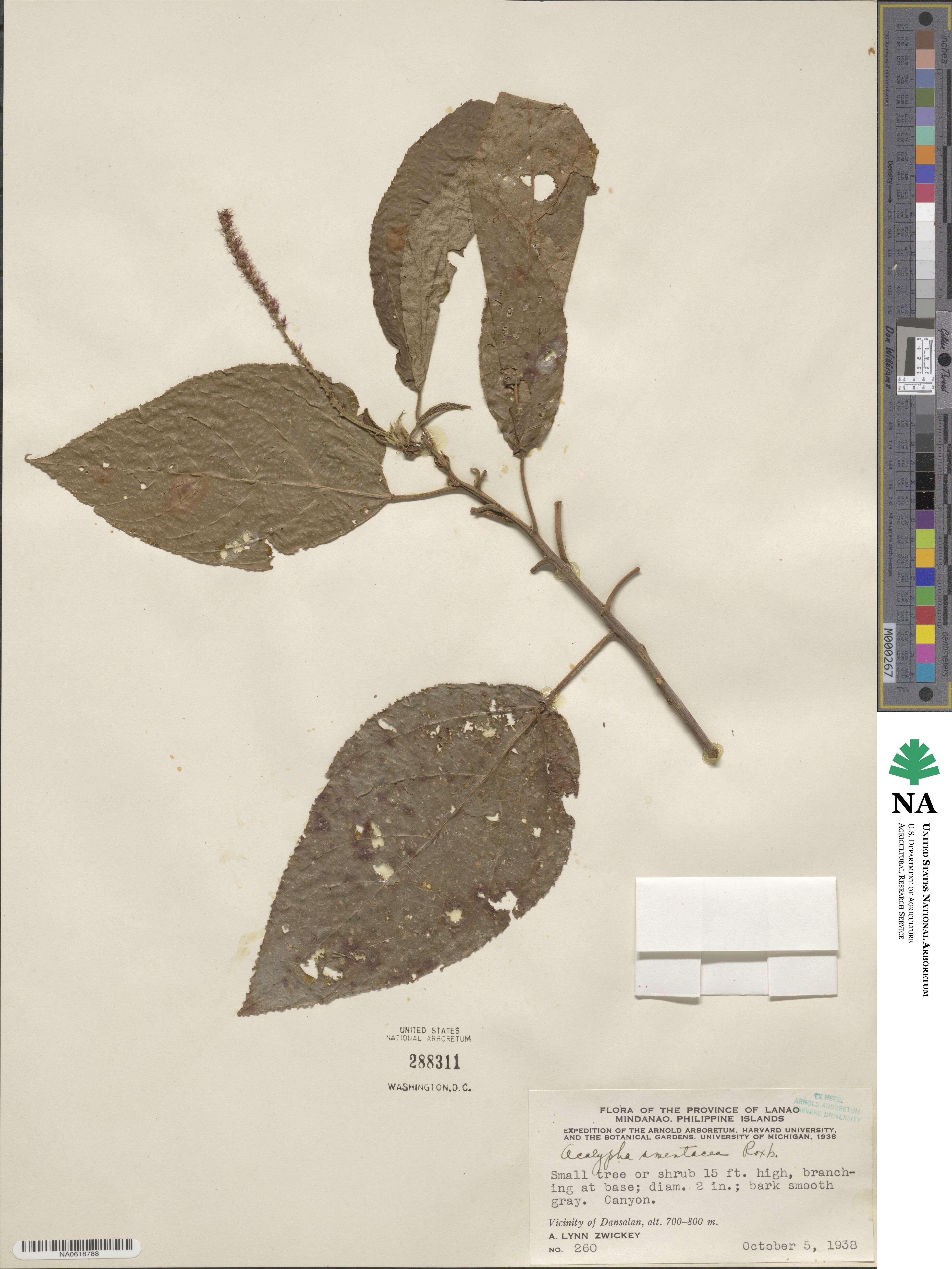 Acalypha amentacea image