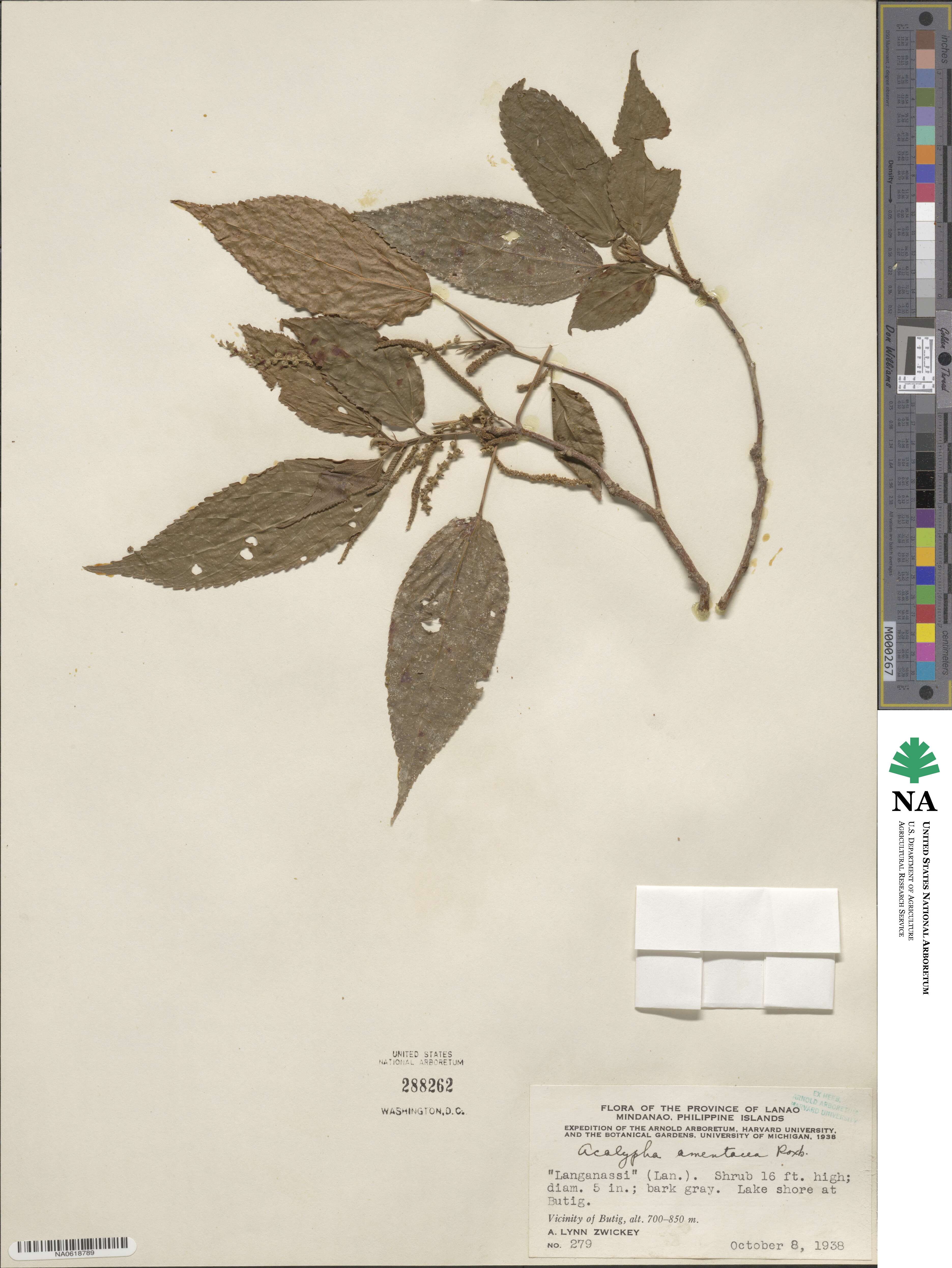 Acalypha amentacea image