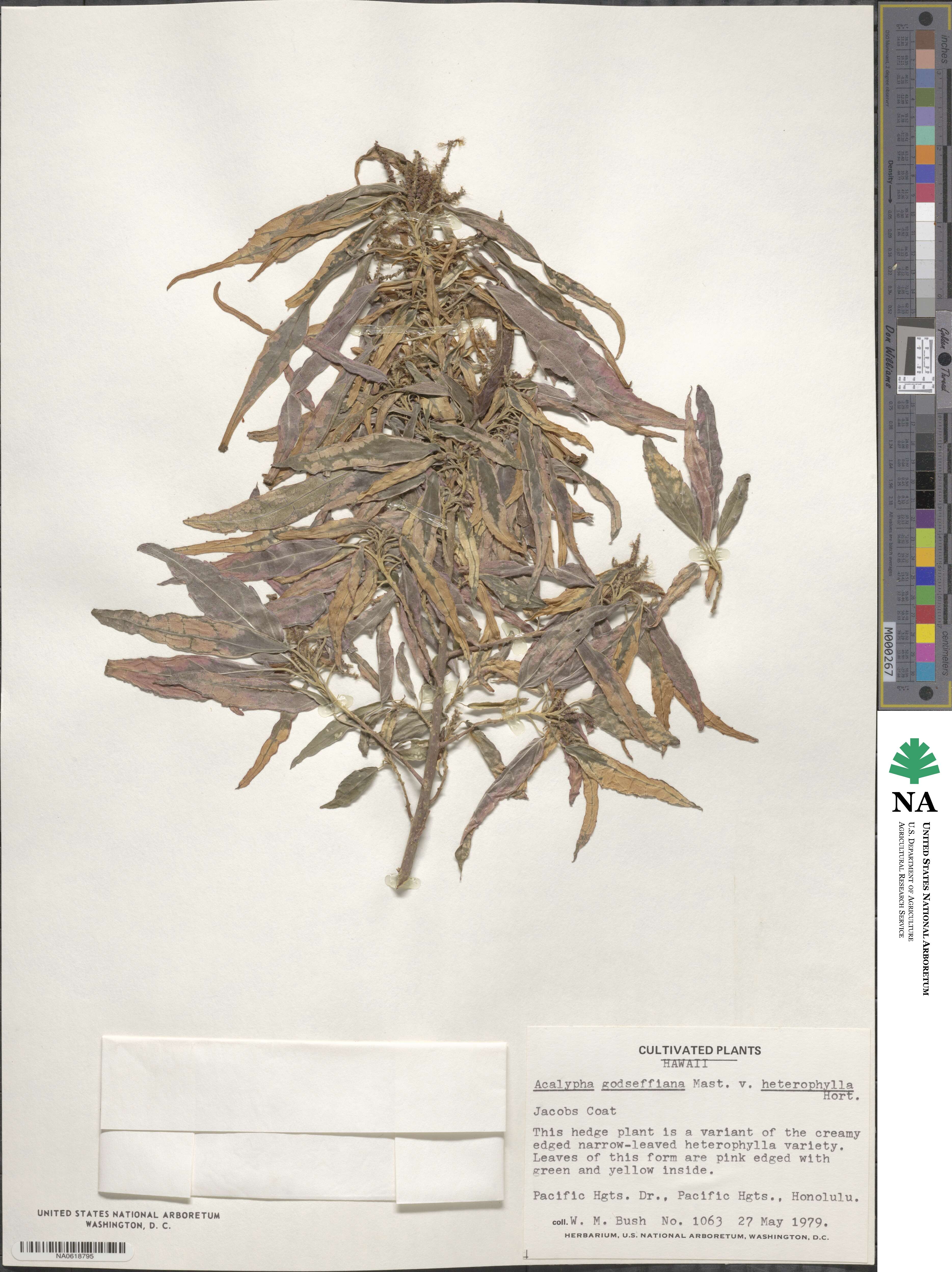 Acalypha wilkesiana image