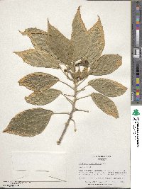 Acalypha wilkesiana image