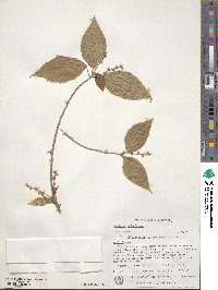 Acalypha wilkesiana image