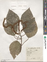 Acalypha hispida image