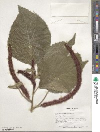 Acalypha hispida image