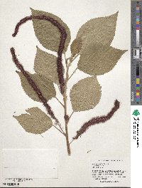 Acalypha hispida image