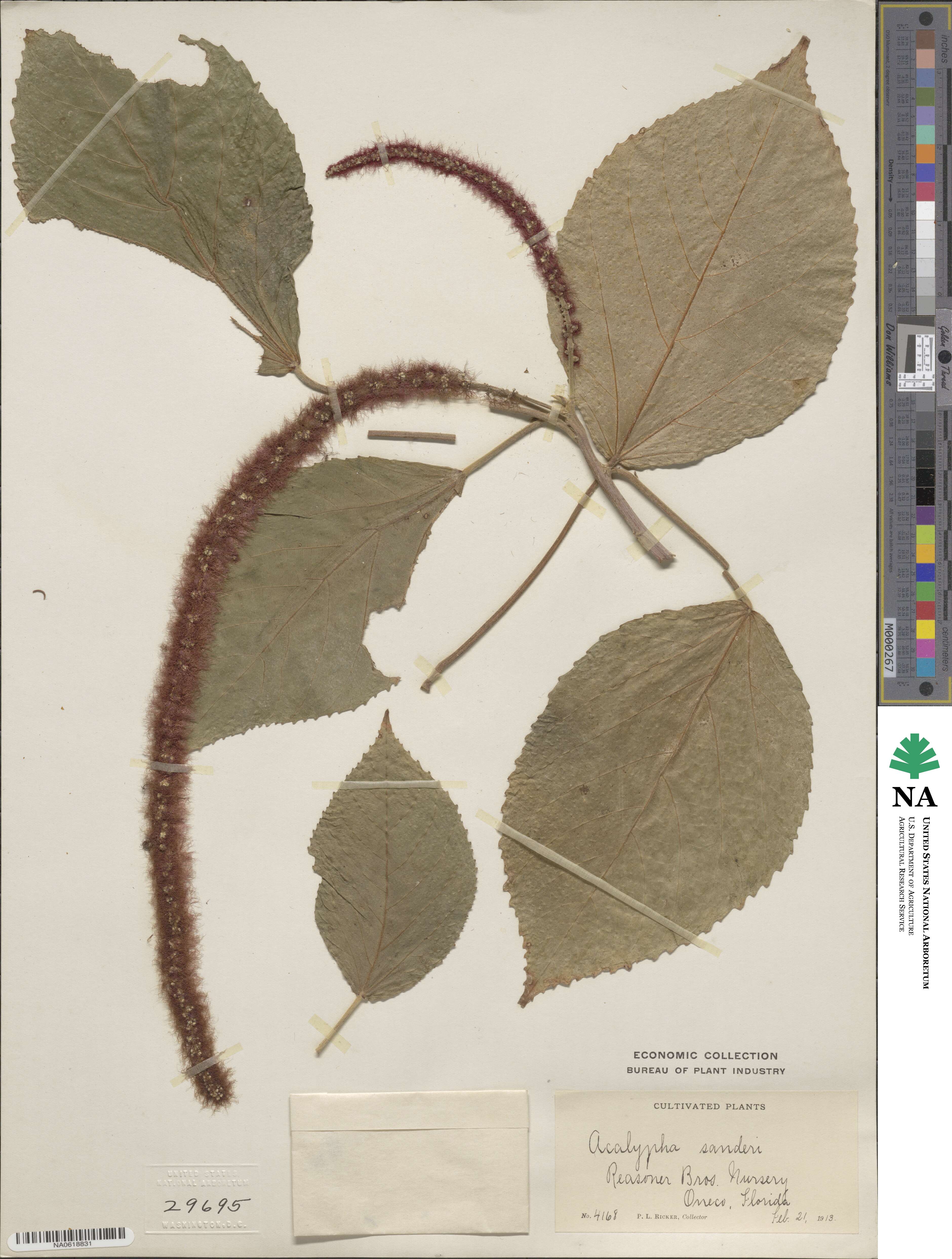 Acalypha hispida image