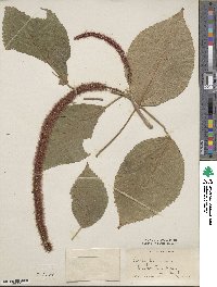 Acalypha hispida image