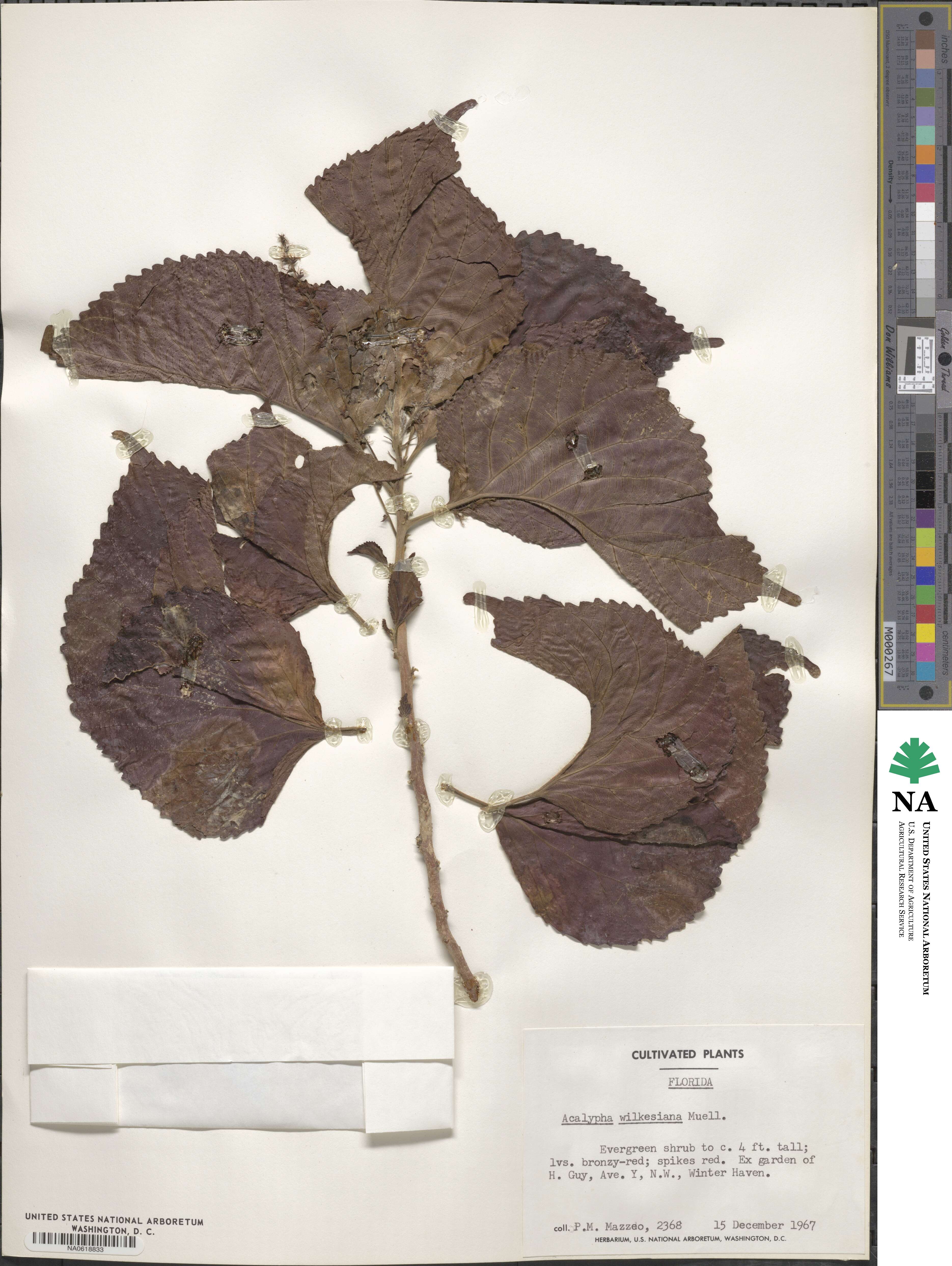 Acalypha wilkesiana image