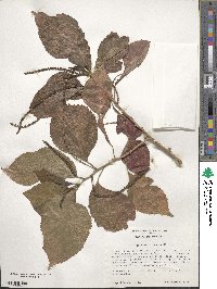 Acalypha wilkesiana image