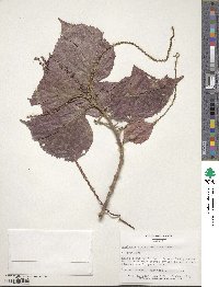 Acalypha wilkesiana image