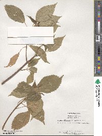 Acalypha wilkesiana image