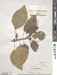 Acalypha wilkesiana image