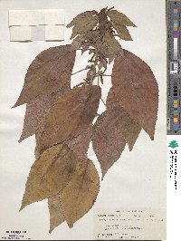 Acalypha wilkesiana image