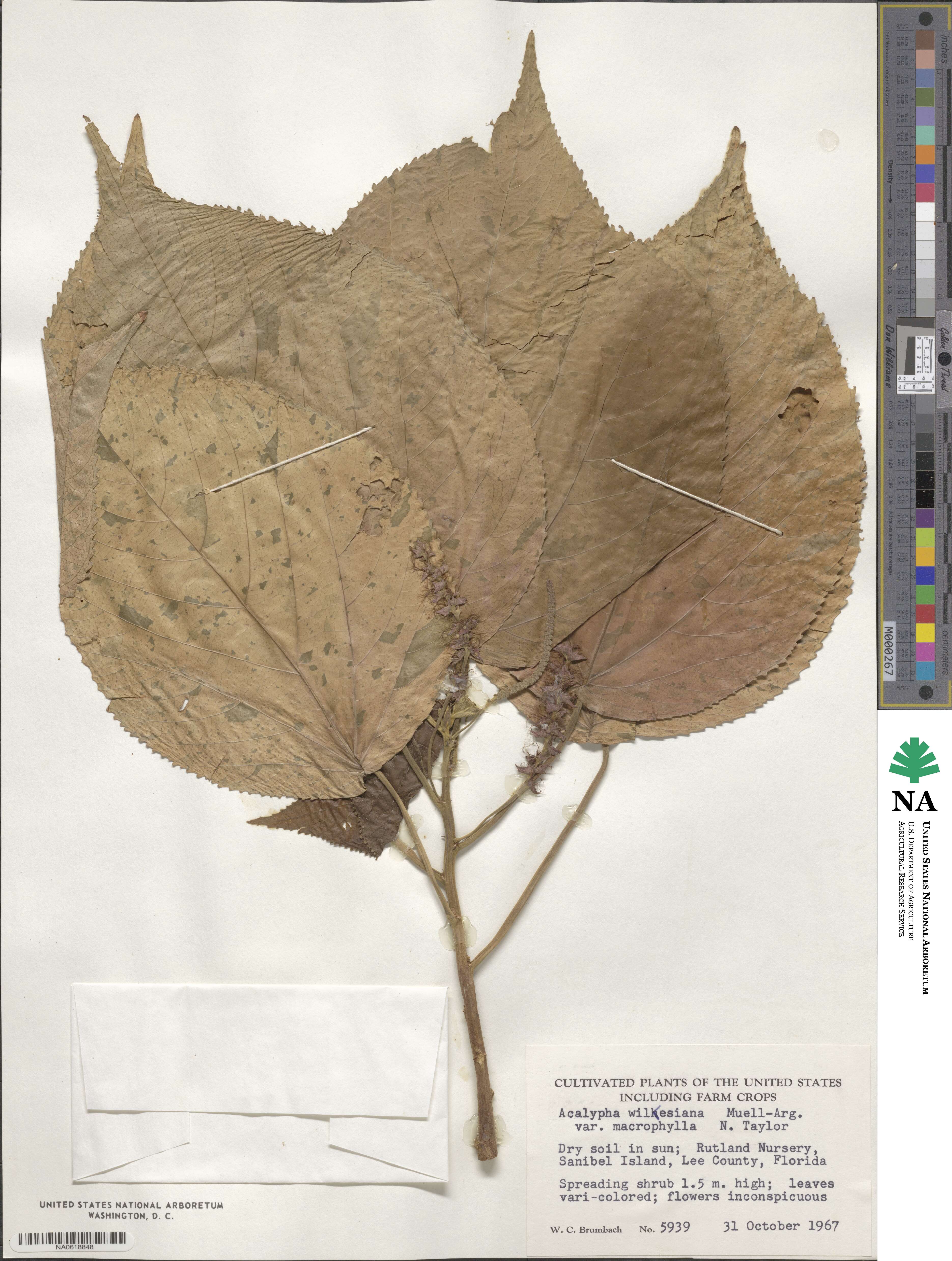 Acalypha wilkesiana image