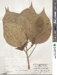 Acalypha wilkesiana image