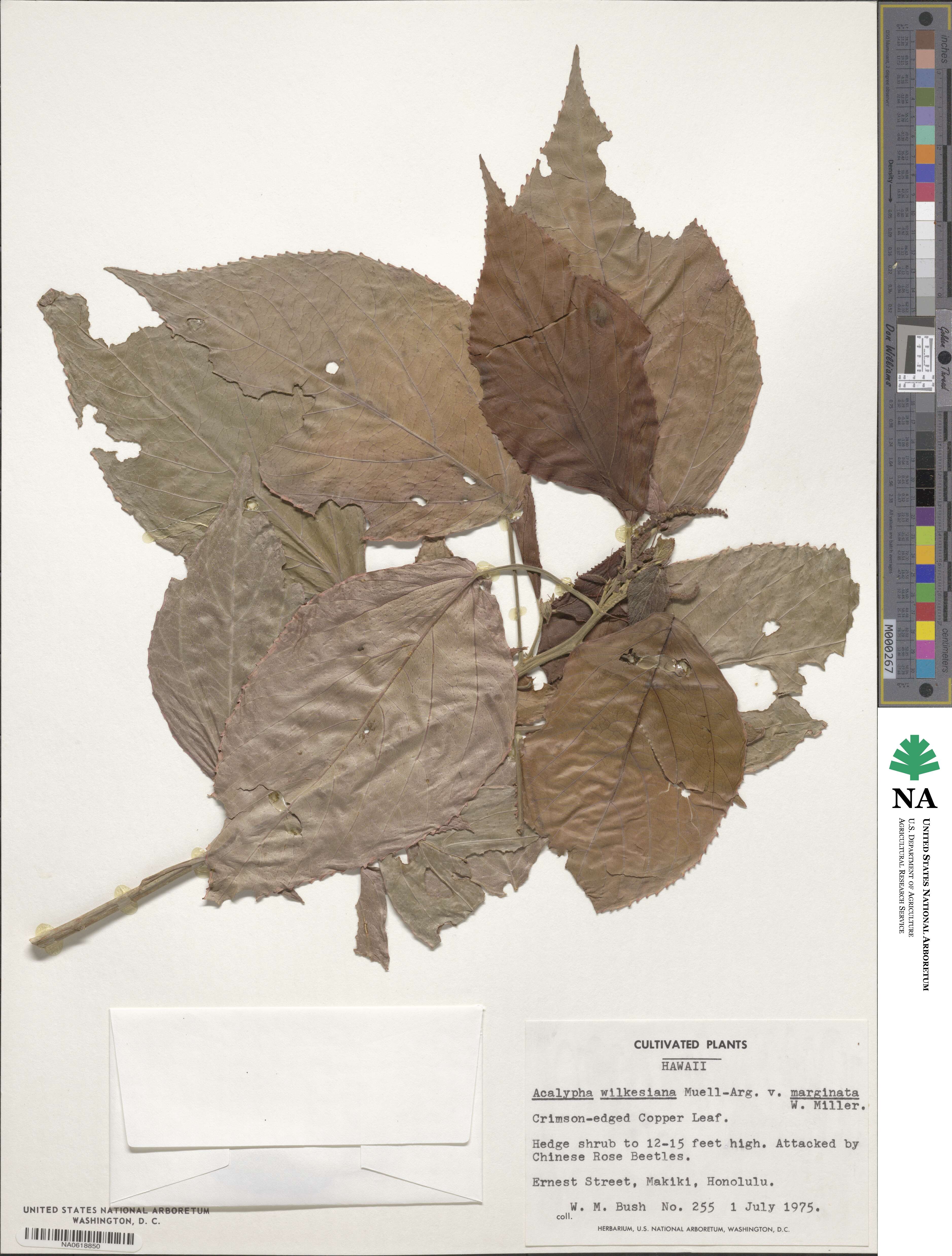 Acalypha wilkesiana image