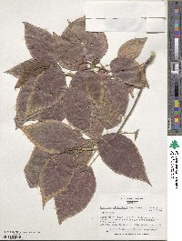 Acalypha wilkesiana image