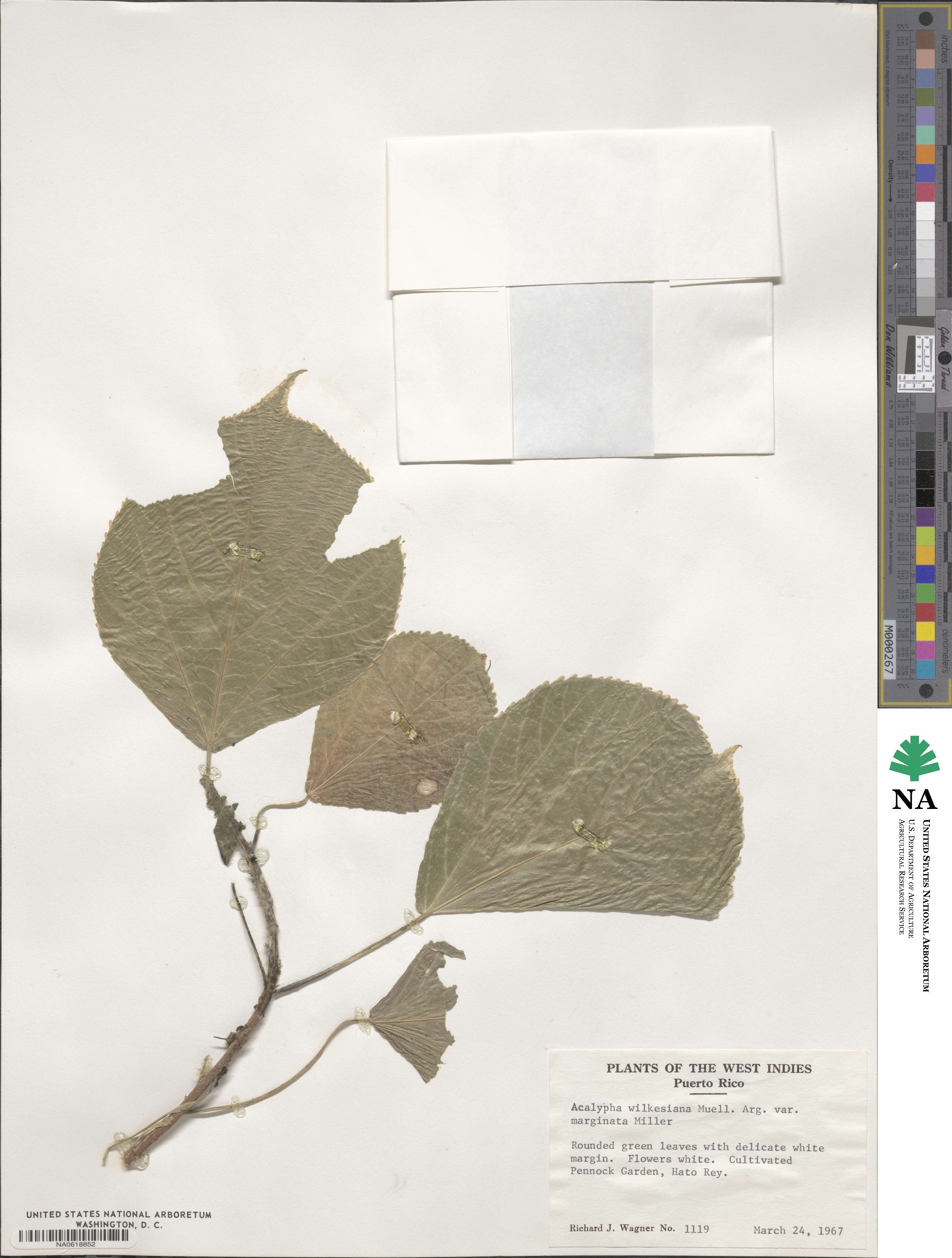 Acalypha wilkesiana image