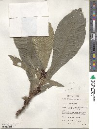 Pycnocoma macrophylla image