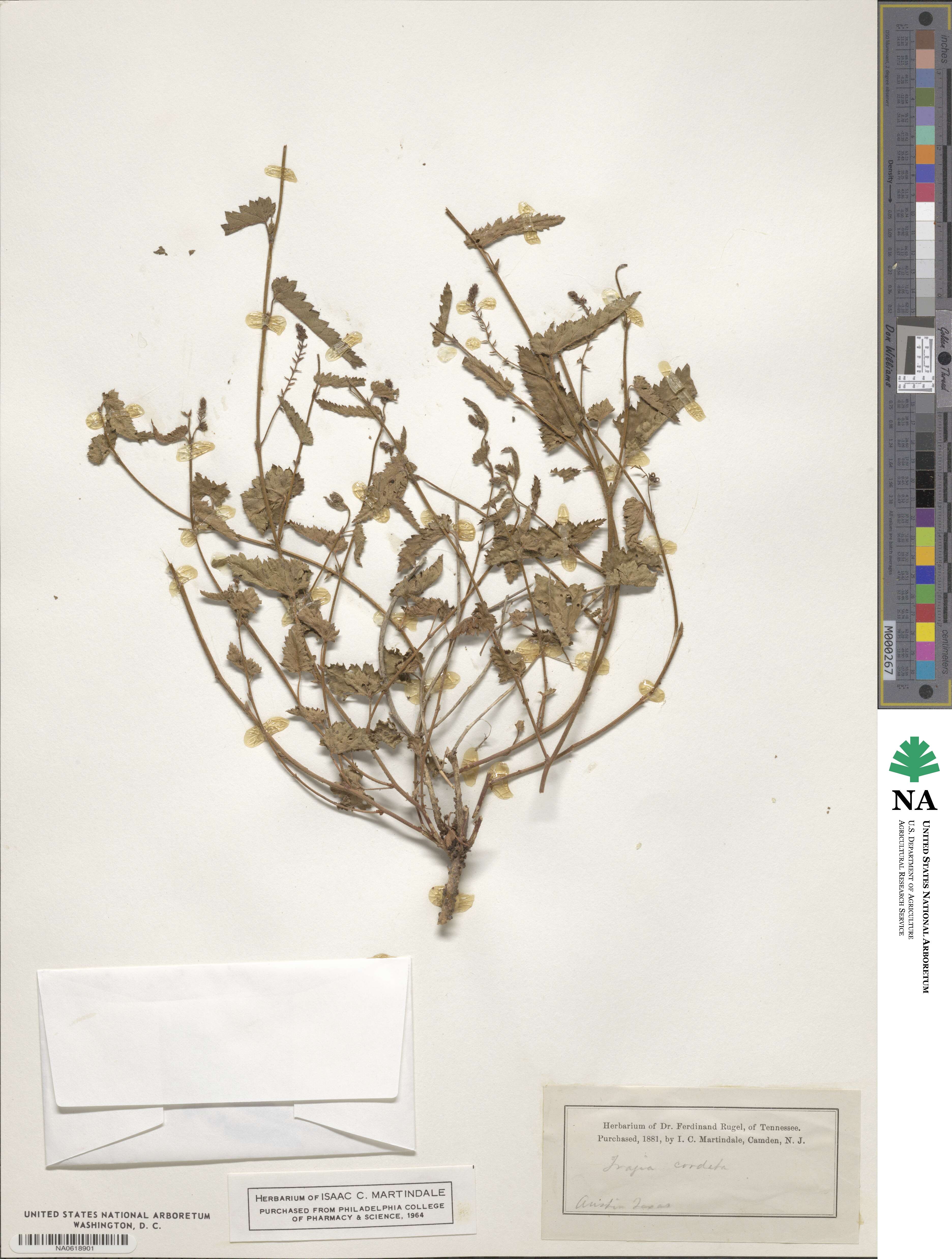 Tragia cordata image